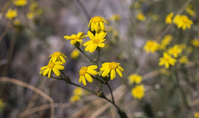 Butterweed