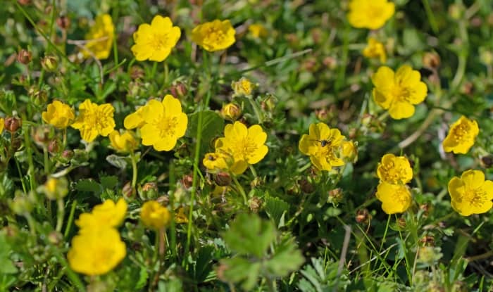 Creeping buttercup