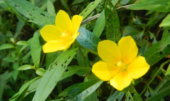 Creeping water primrose