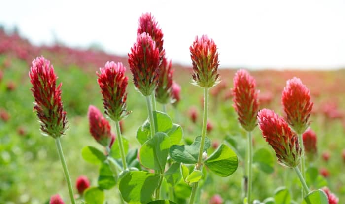 Crimson Clover