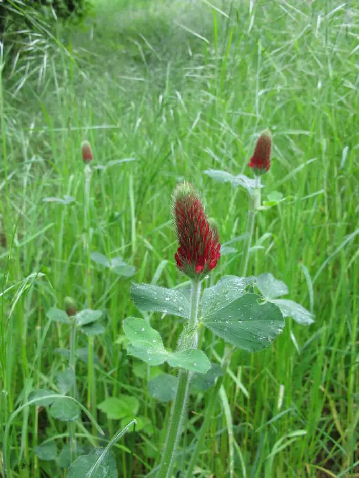 Crimson clover flower