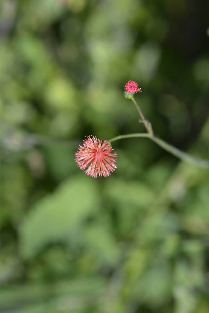 Florida Tasselflower