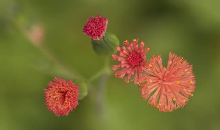 Florida Tasselflower bud