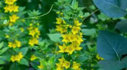 20 Weeds With Yellow Flowers