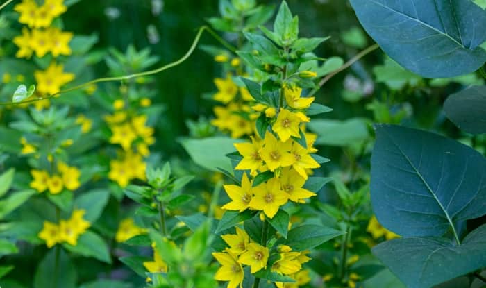 Garden Loosestrife