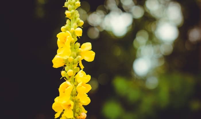 Giant mullein