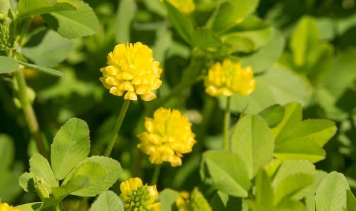 Golden Clover Flower