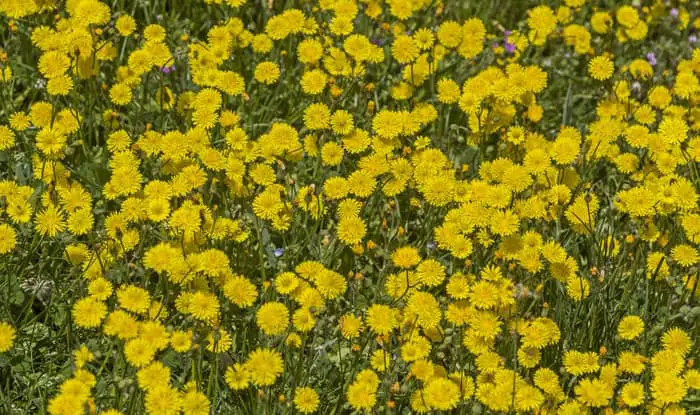 Hawkweed Meadow