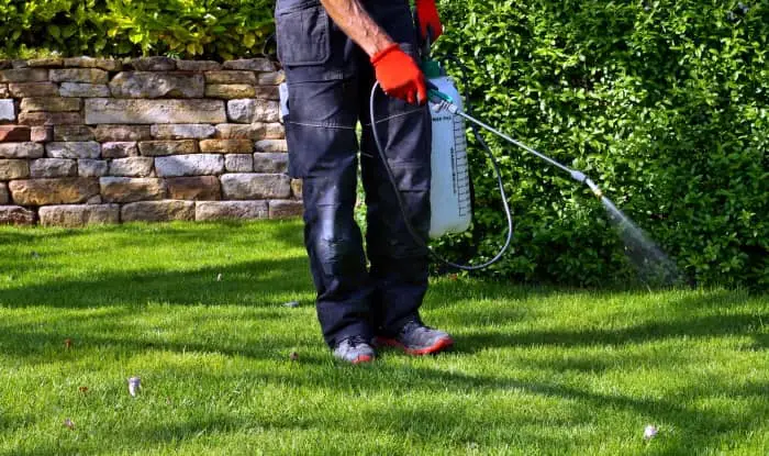 Spraying pre-emergent herbicide on the lawn