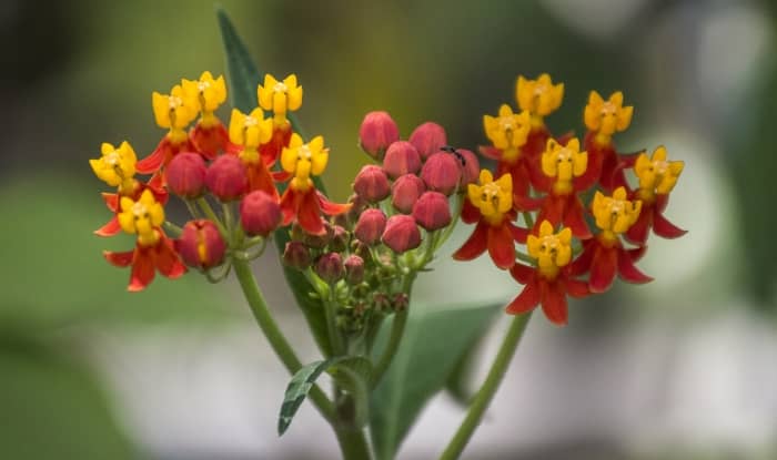 Mexican butterfly weeds