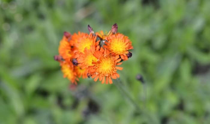 Orange Hawkweed