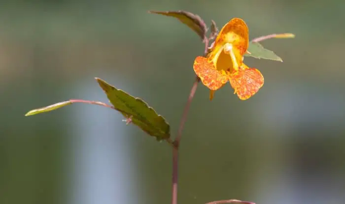 Orange Jewelweed Flower