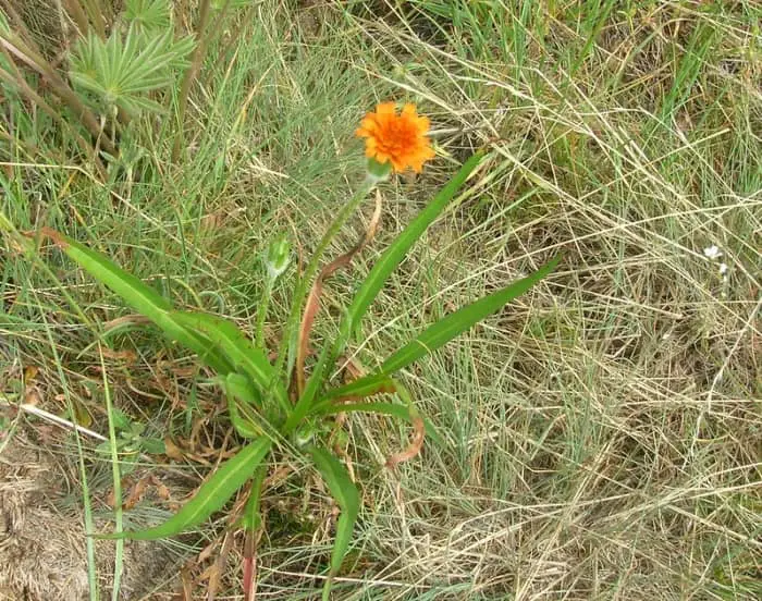 Orange Mountain Dandelion 