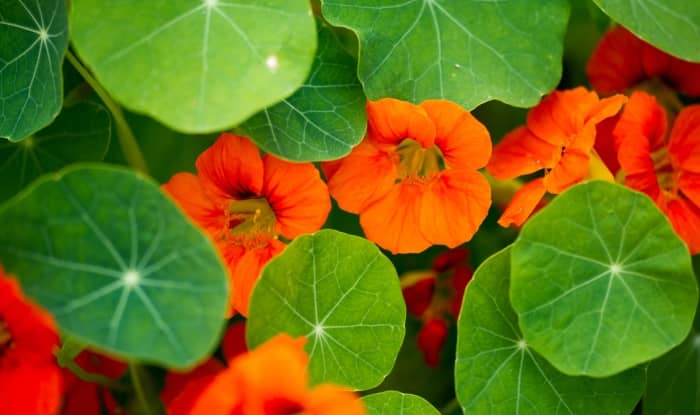 Orange Nasturtium