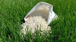 What Is Pre-emergent Fertilizer? & How To Use It