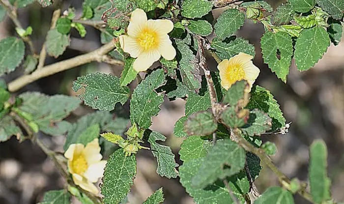 Prickly Sida Flowers