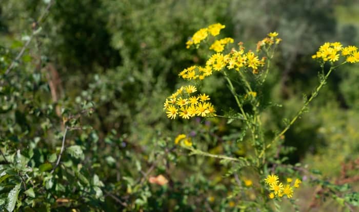 Ragwort