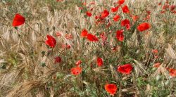 10 Weeds With Red Flowers