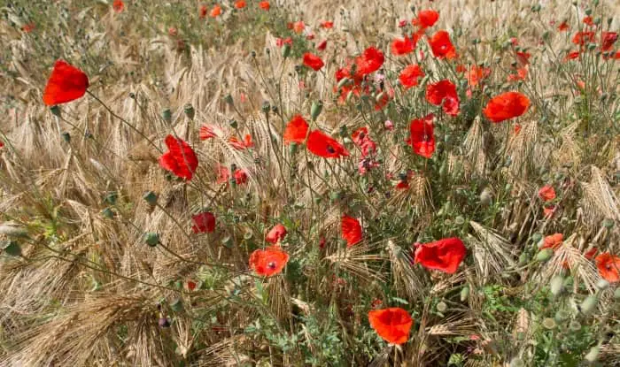 Weeds With Red Flowers