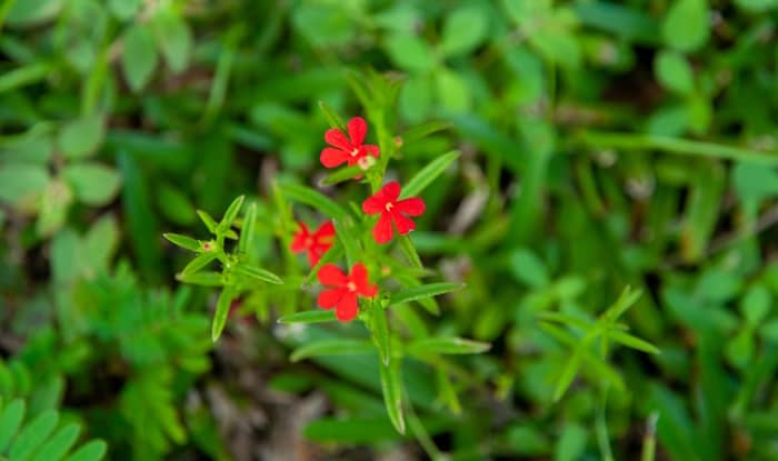 Red Witchweed