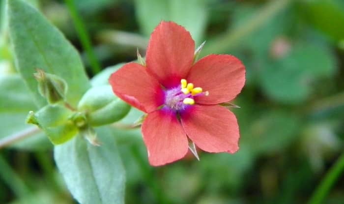 Scarlet Pimpernel