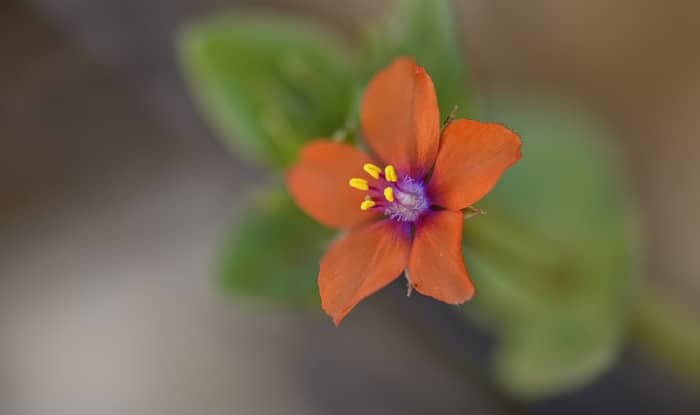 Scarlet Pimpernel Flower