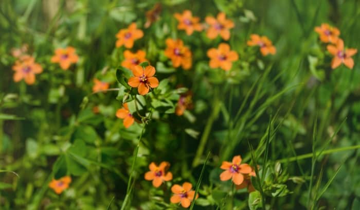 Scarlet Pimpernel