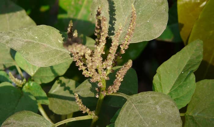 Slender Pigweed Flowers 