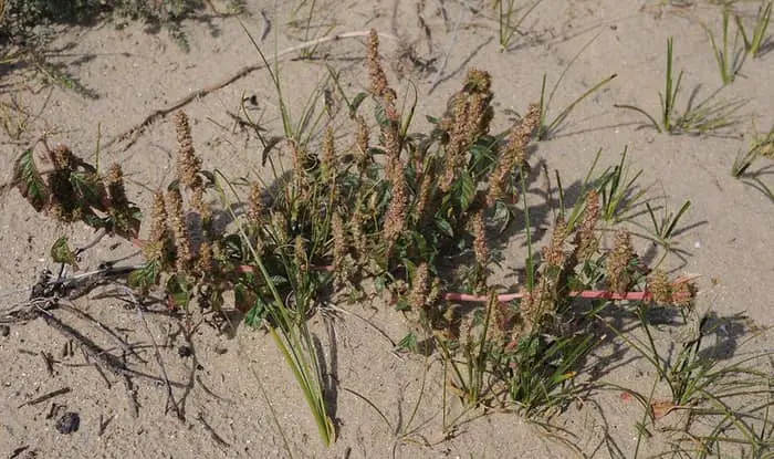 Slender pigweed