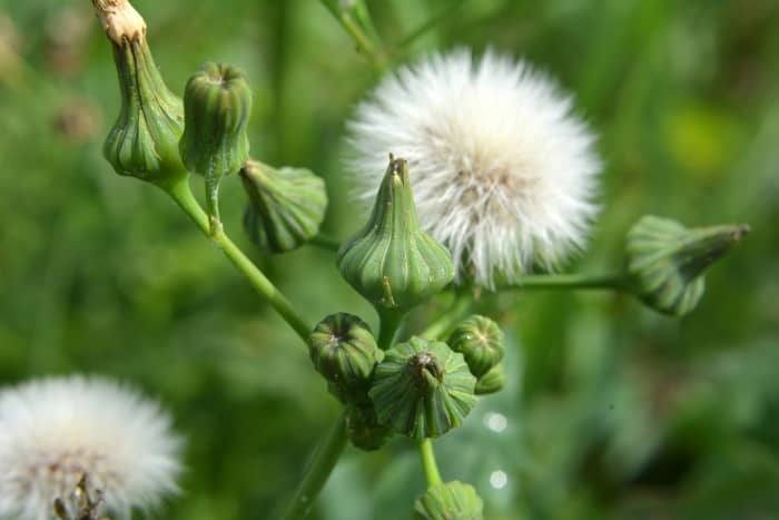 Spiny sowthistle seedhead