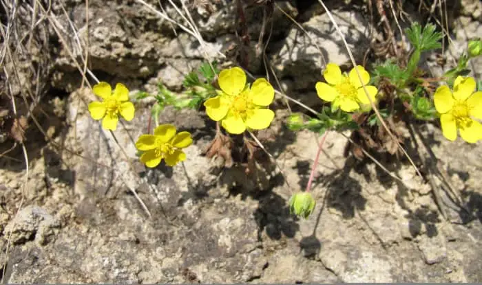 Cinquefoil