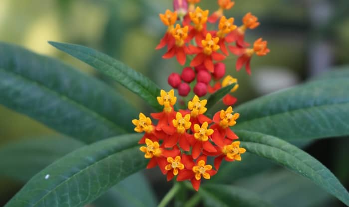 Tropical Milkweed