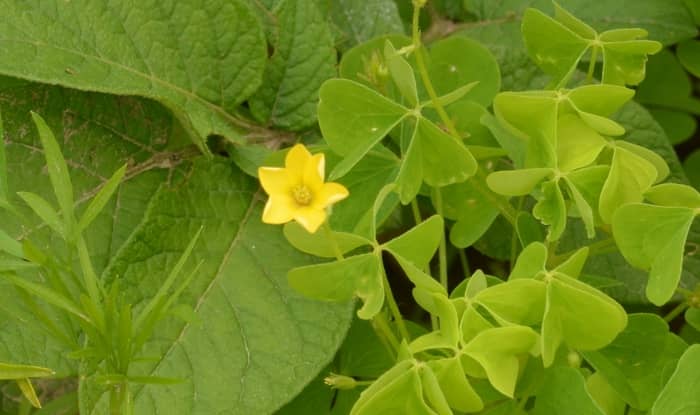 Yellow Wood Sorrel