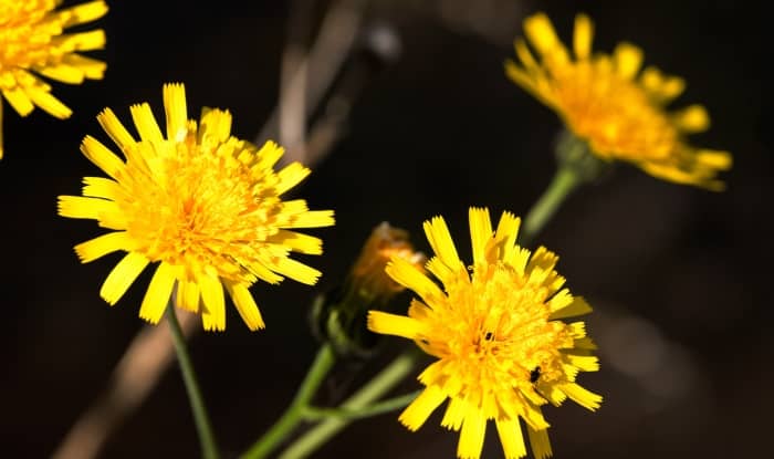 Yellow hawkweed flowers