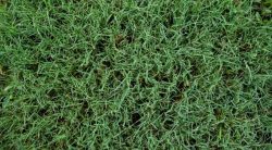 The 5 Best Pre-emergents For Bermuda Grass