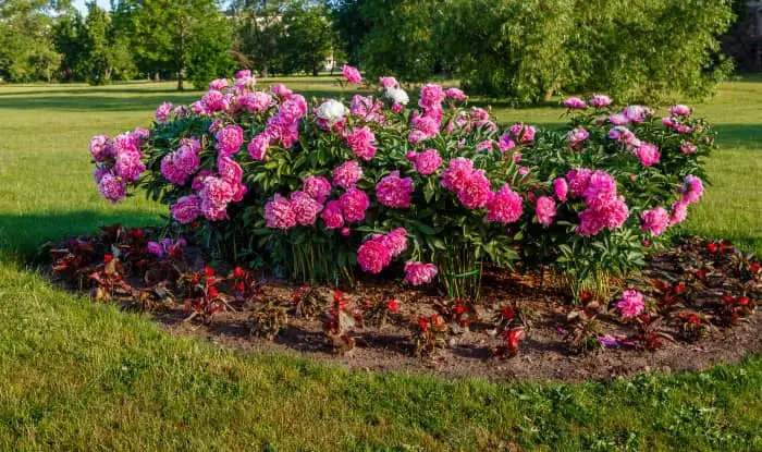 Flower bed in bloom