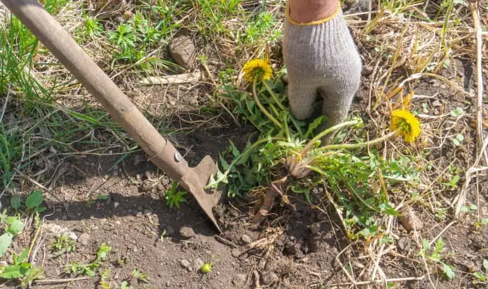 using a tool to help remove a dandelion