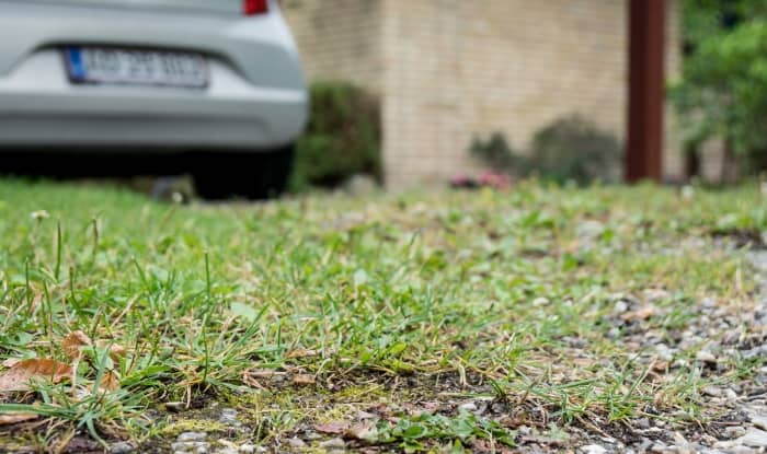 Grass growing on driveway