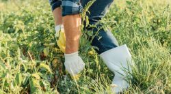 Cutting Weeds vs Pulling: Which Weeding Method Is Better?