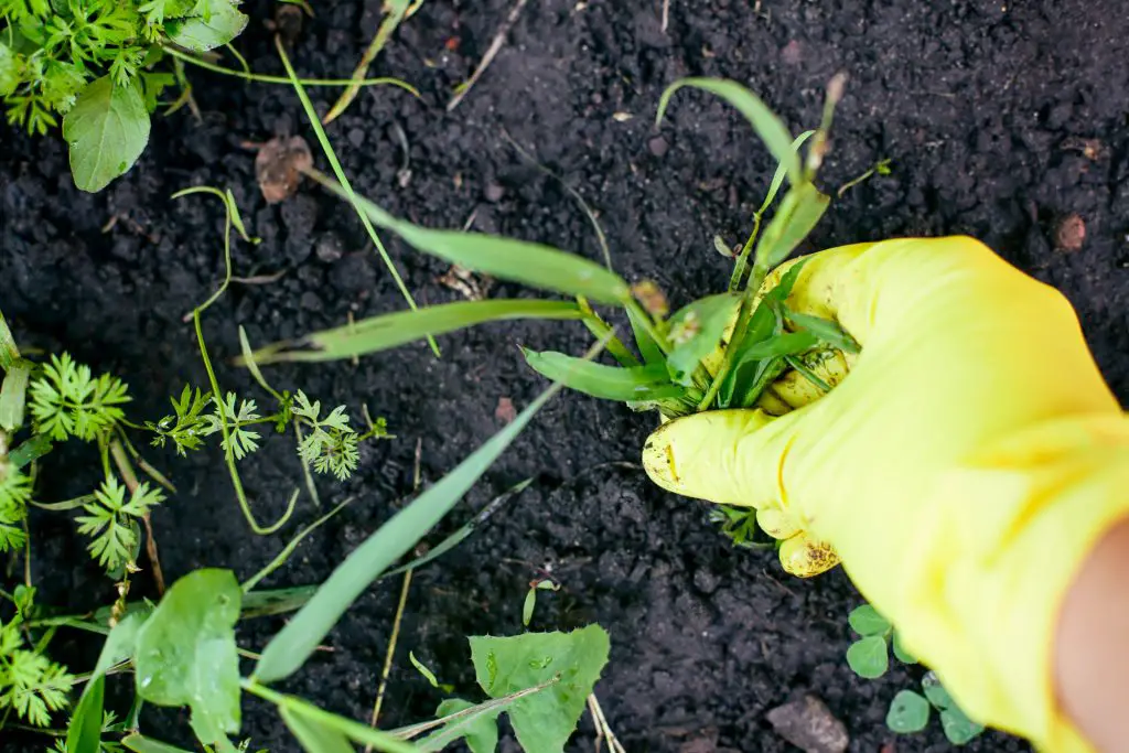 9 Tips For Pulling Weeds [Fast & Easy]