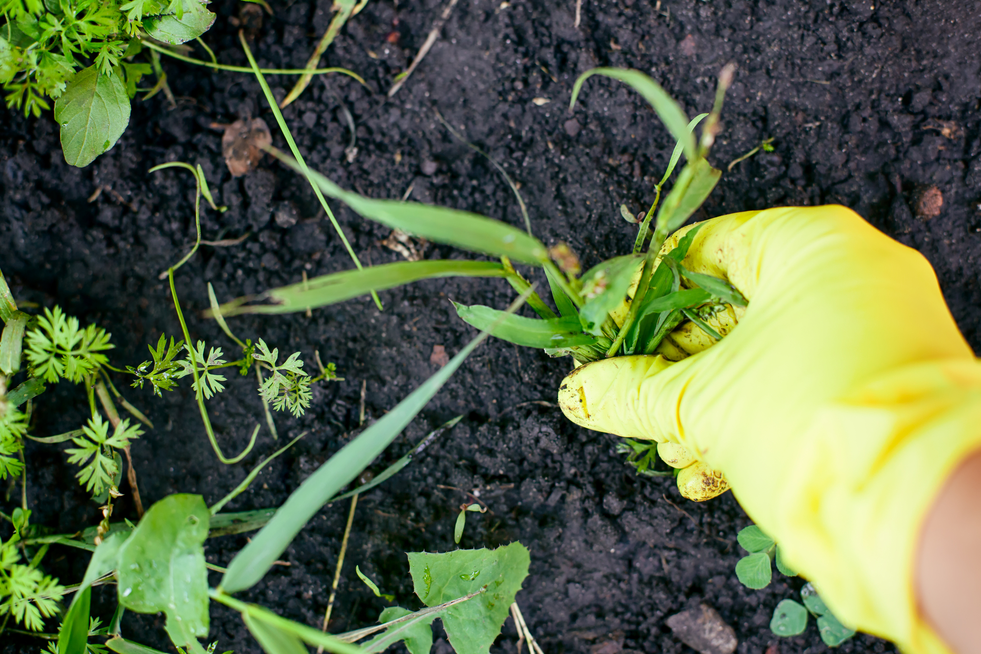 Pulling weed out of wet soil