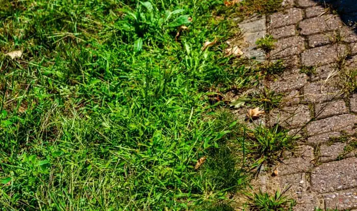 Driveway with weeds growing between bricks