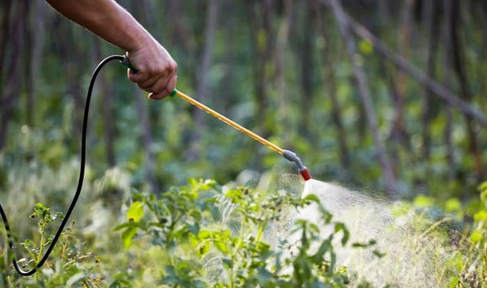 spraying weeds