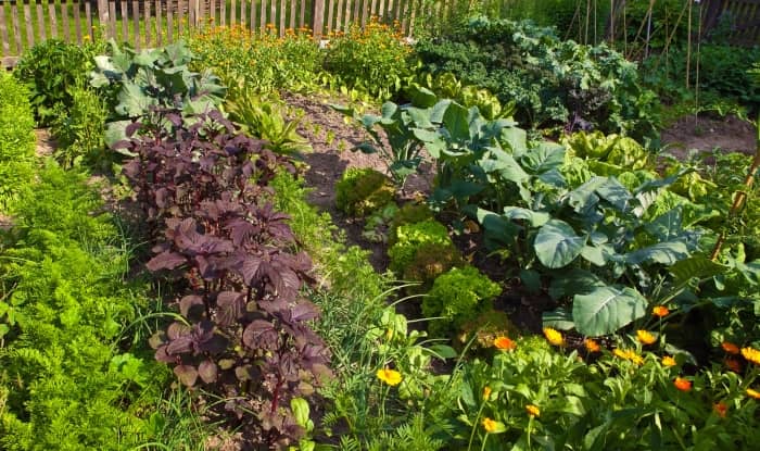 How To Use Pre-emergent Herbicide For Vegetable Gardens