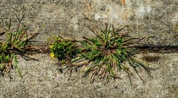 How To Permanently Get Rid Of Weeds In Your Driveway
