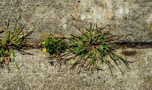 How To Permanently Get Rid Of Weeds In Driveway