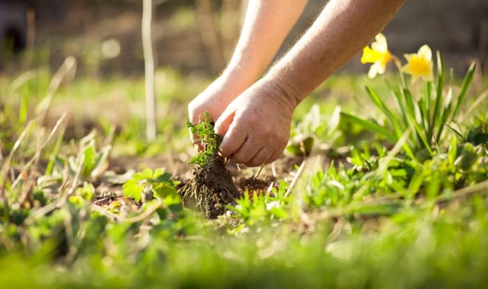 How To Pull Weeds Without Hurting Your Back