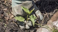 Do You Need To Pull Weeds Before Mulching?