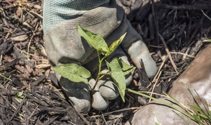 Do you need to pull weeds before mulching?