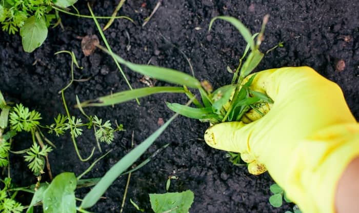 Pulling weed out of wet soil